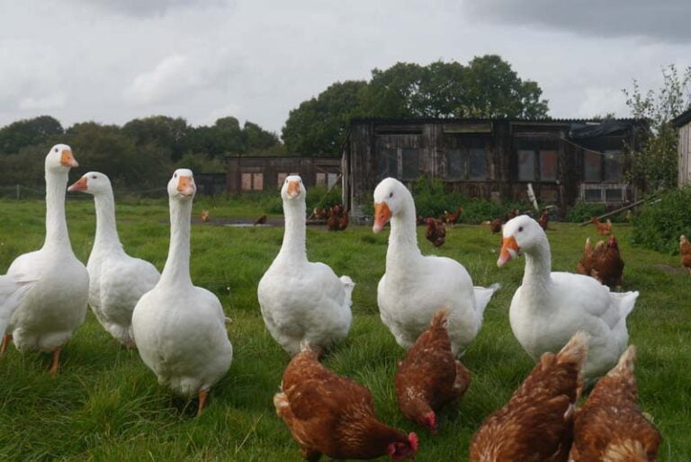 High Legh Community Association